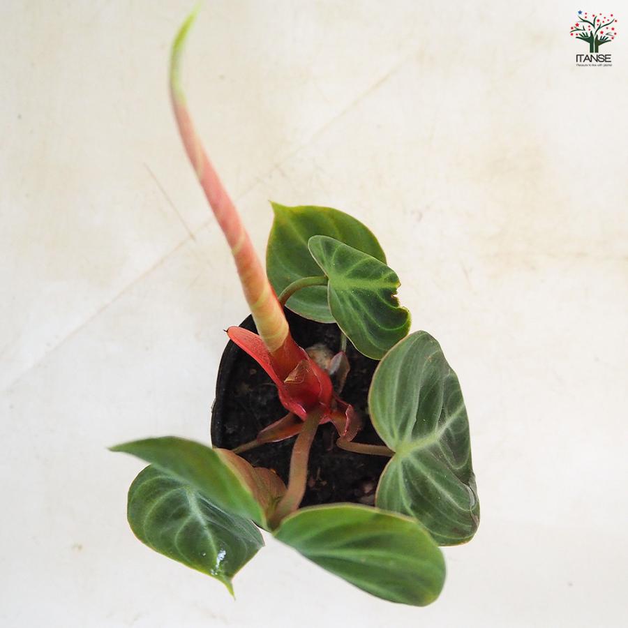 フィロデンドロン エルチョコレッド 観葉植物 2.5号/お買い得2個セット