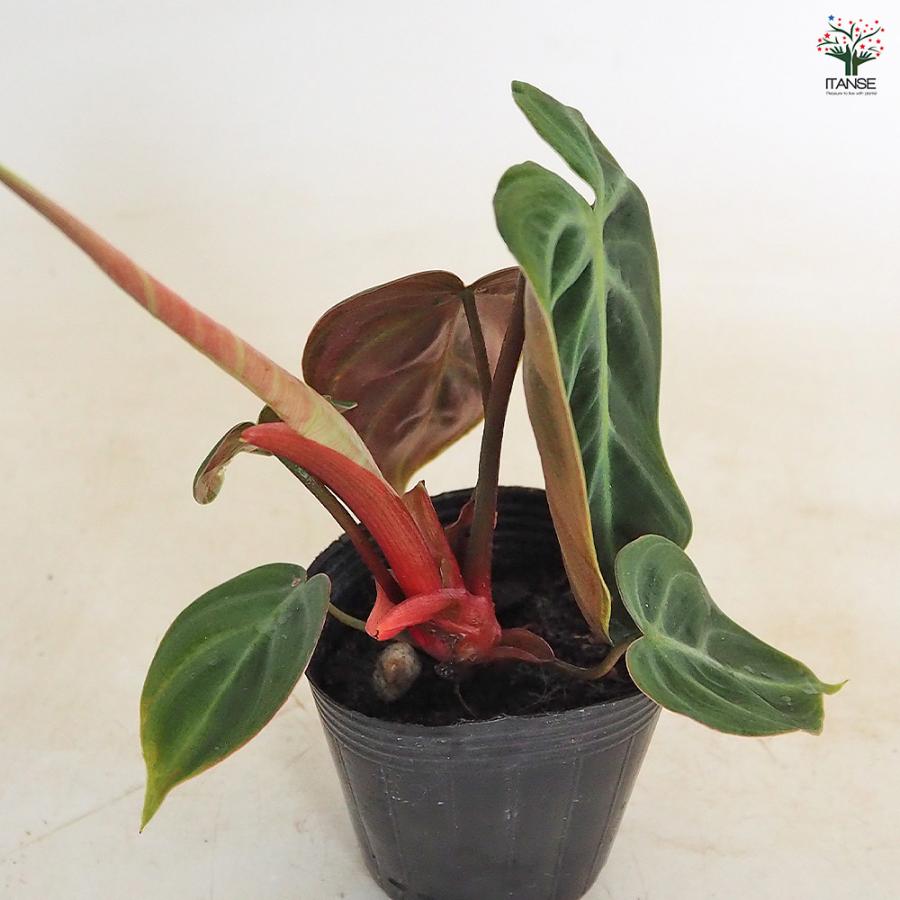 フィロデンドロン エルチョコレッド 観葉植物 2.5号/お買い得2個セット