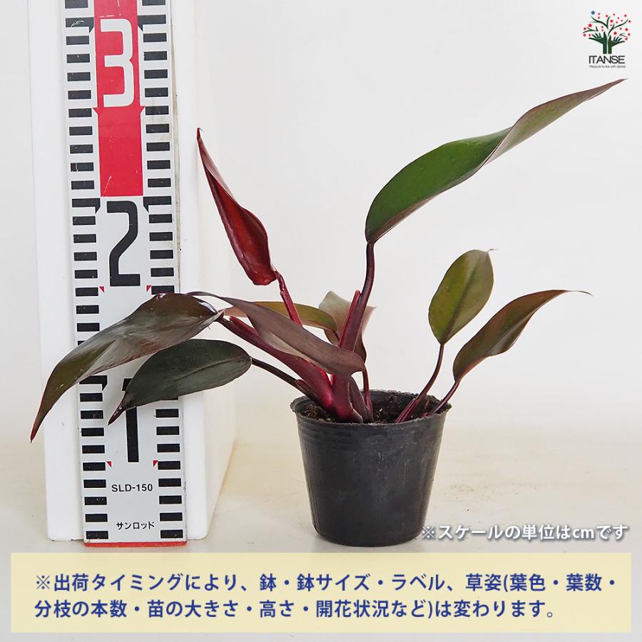 フィロデンドロン ニューレッド 観葉植物 3号/1個売り フィロデン