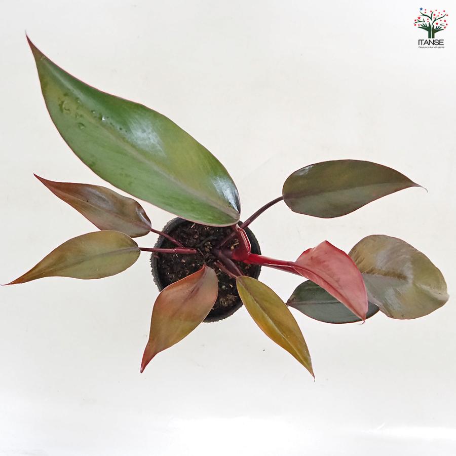 フィロデンドロン ニューレッド 観葉植物 3号/1個売り フィロデン