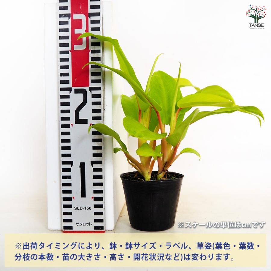 フィロデンドロン マレービューティー 観葉植物 3号/お買い得2個セット