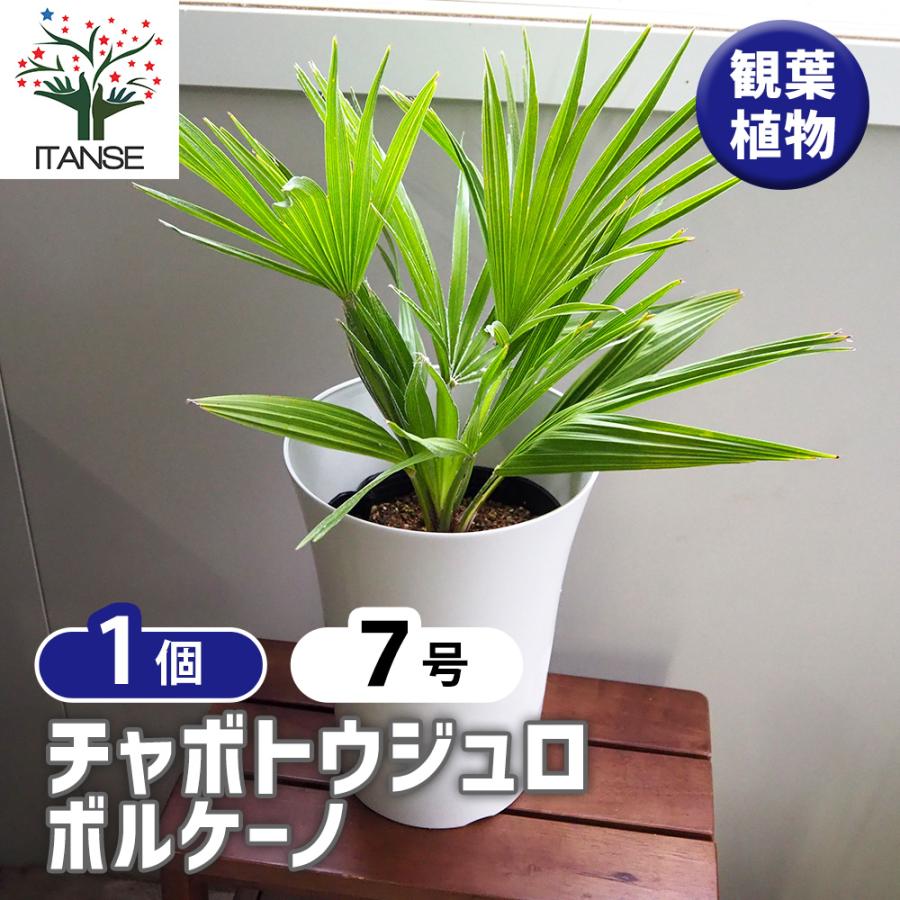 チャボトウジュロ(チャメロプス) ボルケーノ 観葉植物 7号/1個売り