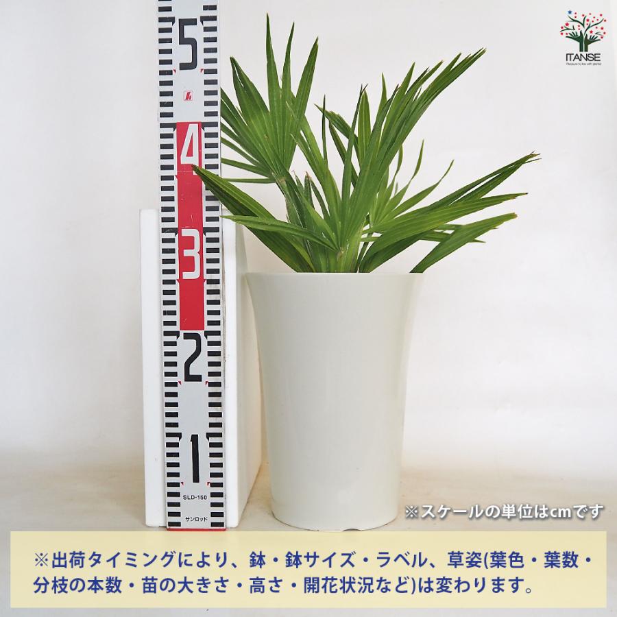 チャボトウジュロ(チャメロプス) ボルケーノ 観葉植物 7号/1個売り