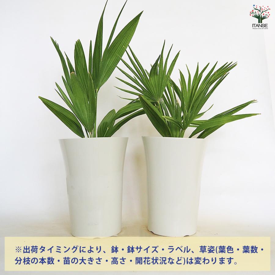 チャボトウジュロ(チャメロプス) ボルケーノ 観葉植物 7号/1個売り