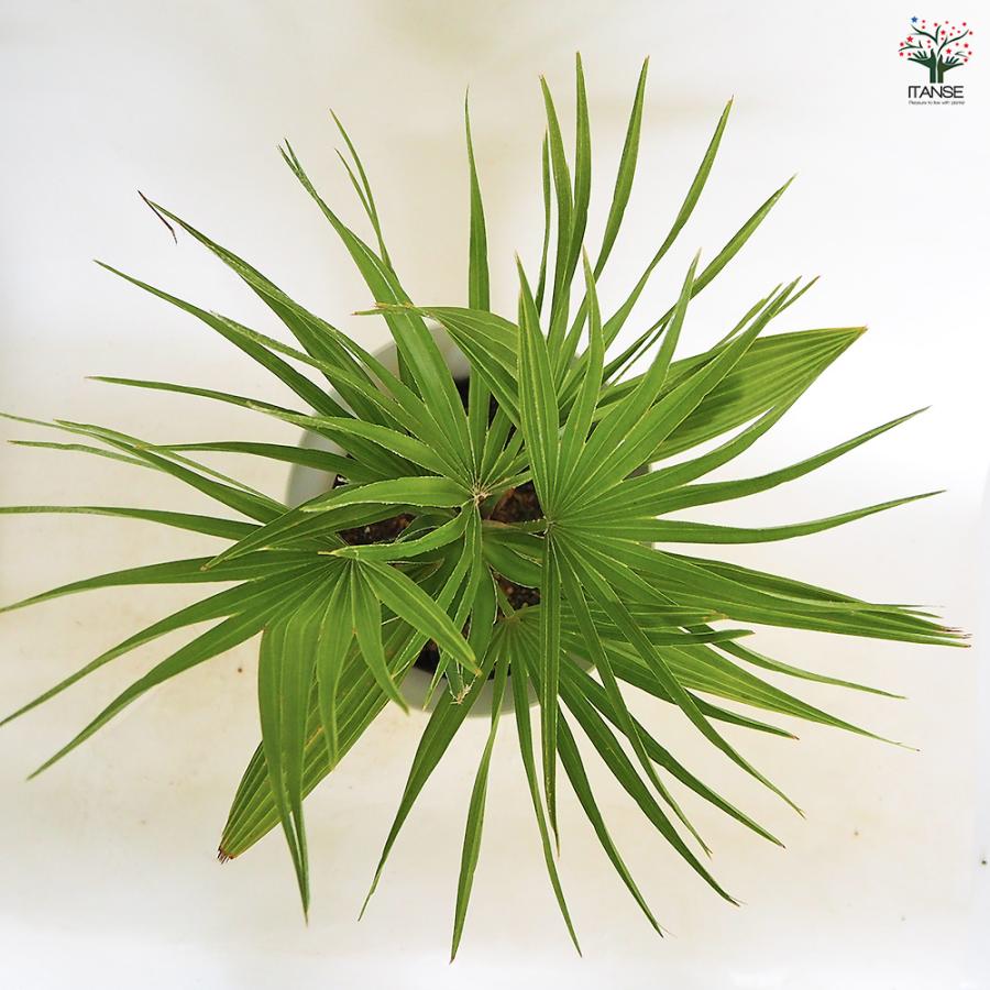 チャボトウジュロ(チャメロプス) ボルケーノ 観葉植物 7号/1個売り
