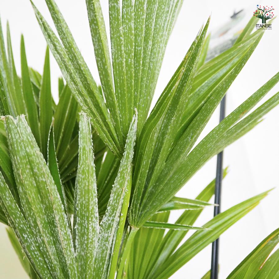 チャボトウジュロ(チャメロプス) ボルケーノ 観葉植物 7号/1個売り