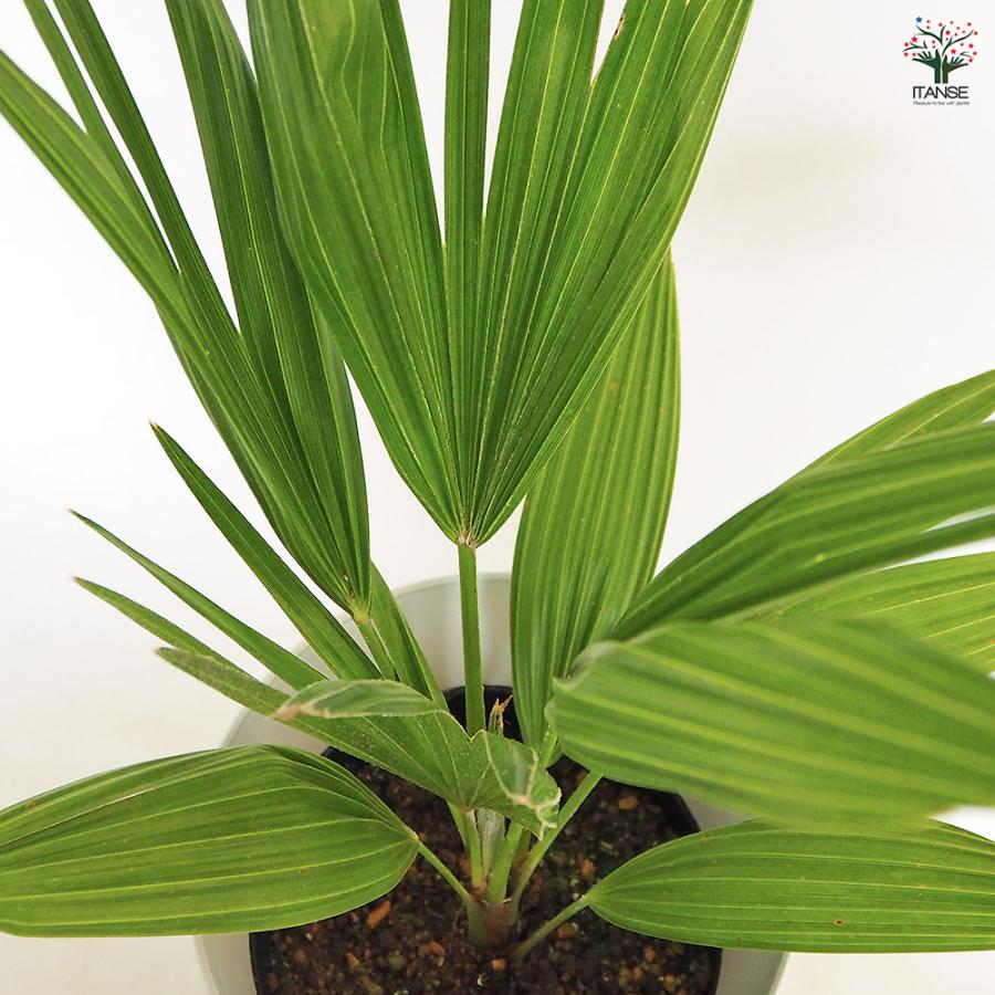 チャボトウジュロ(チャメロプス) ボルケーノ 観葉植物 7号/1個売り