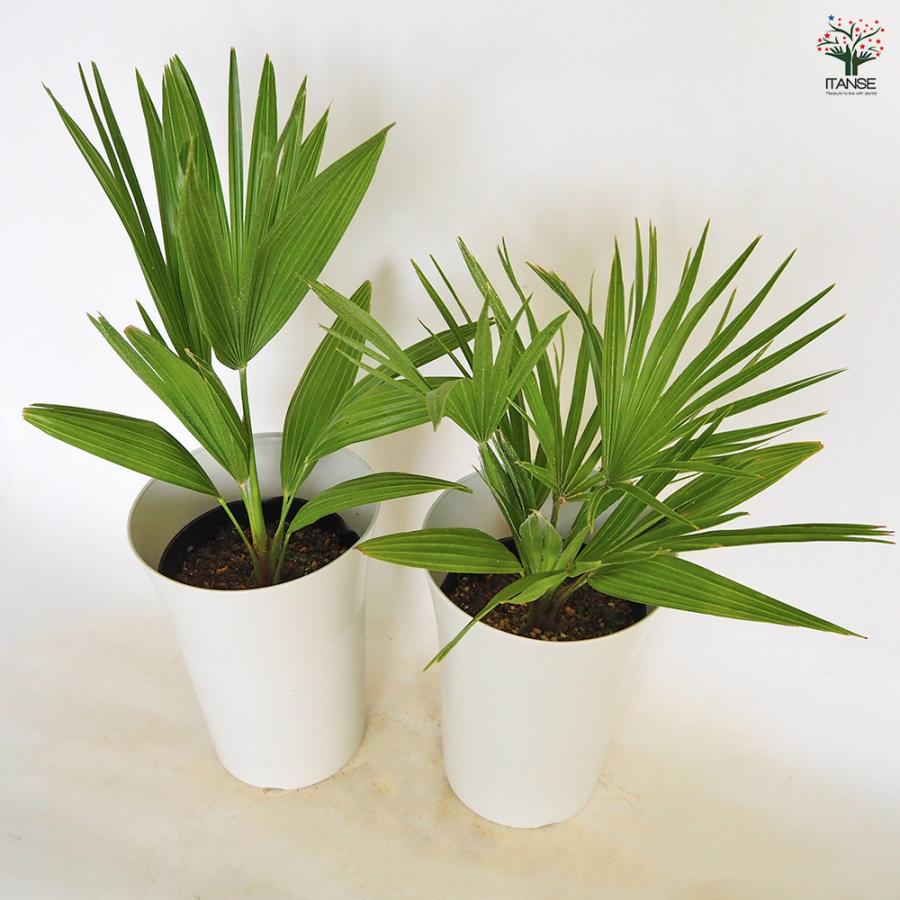 チャボトウジュロ(チャメロプス) ボルケーノ 観葉植物 7号/1個売り