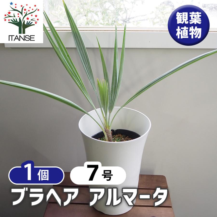 ブラヘア アルマータ 観葉植物 7号/1個売り リビング オフィス 事務所