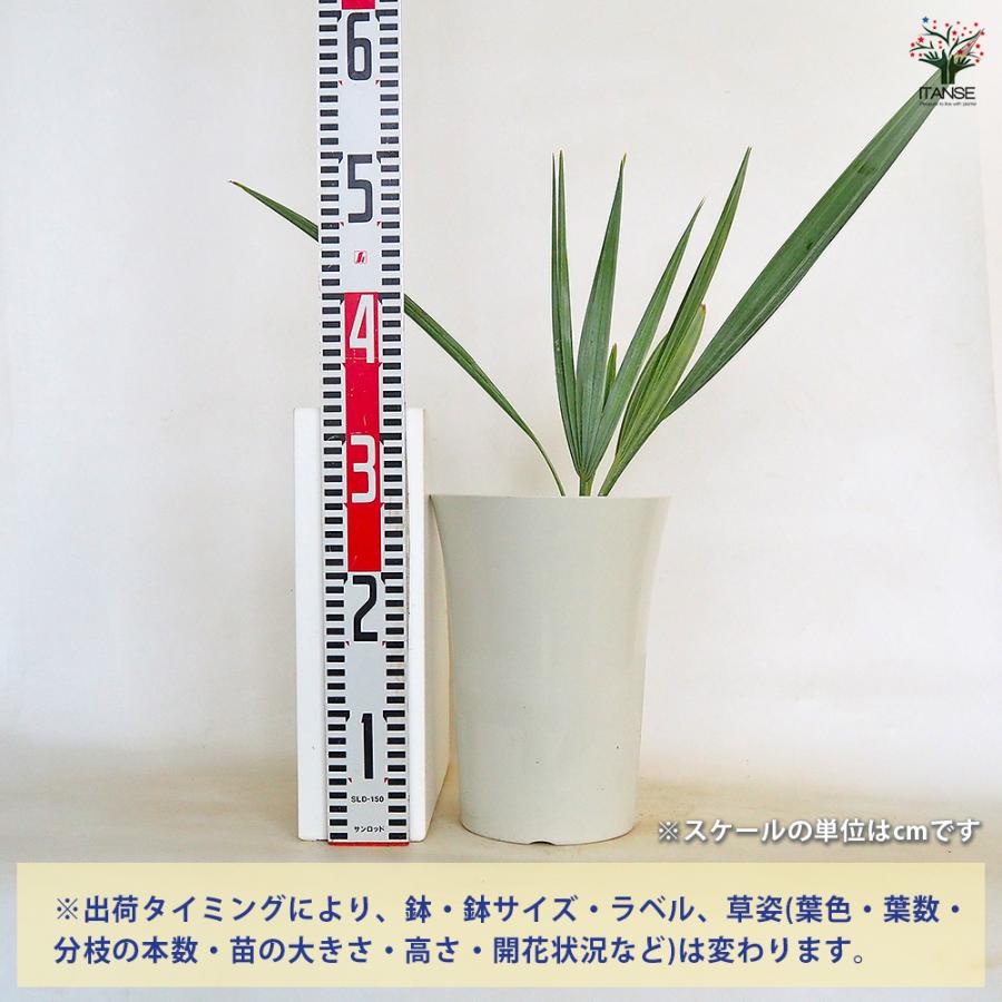 ブラヘア アルマータ 観葉植物 7号/1個売り リビング オフィス 事務所