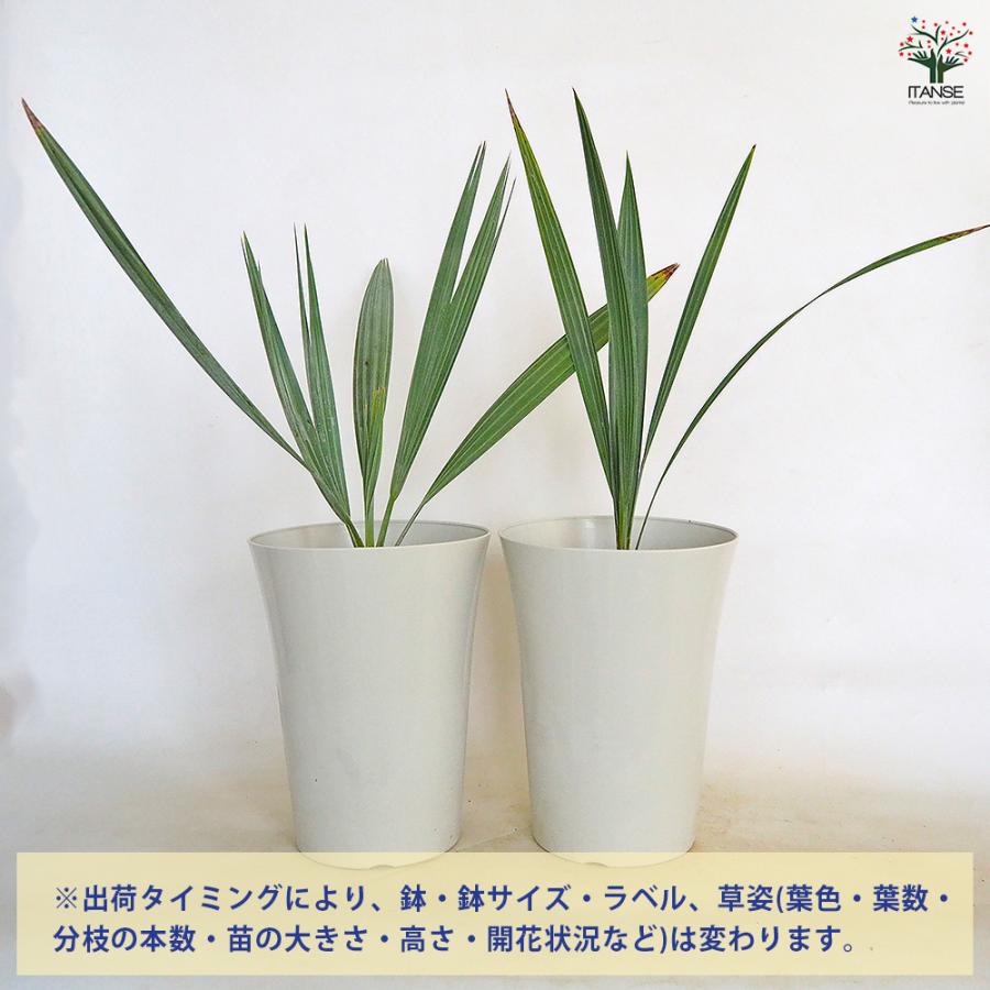 ブラヘア アルマータ 観葉植物 7号/1個売り リビング オフィス 事務所