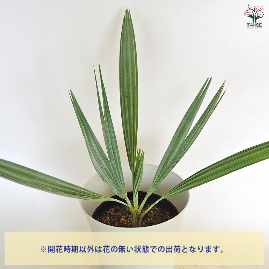 ブラヘア アルマータ A 特白個体 地植え可能株 ブラヘア アルマータ 観葉植物 7号/1個売り リビング オフィス 事務所