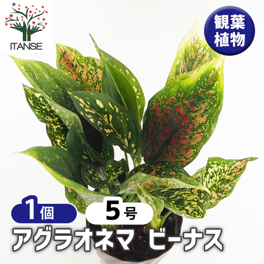 お値下げ可能^^　観葉植物　アグラオネマ　 アグラオネマ ビーナス 観葉植物 5号/1個売り Aglaonema オフィス