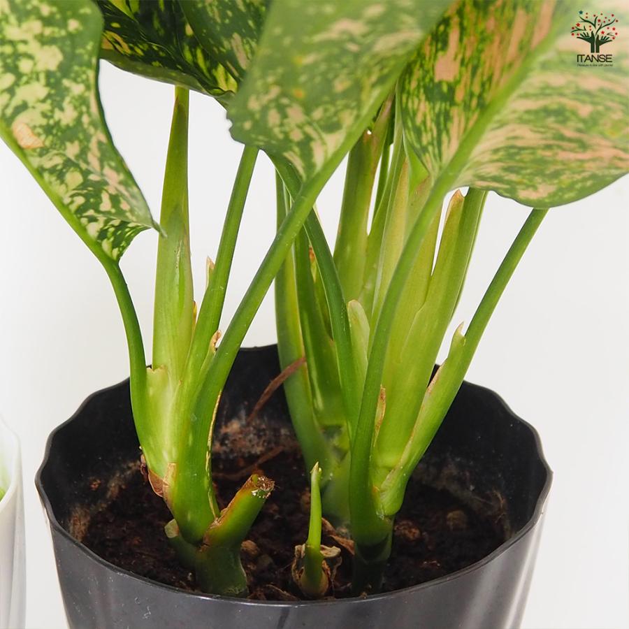 アグラオネマ ビーナス 観葉植物 5号/1個売り Aglaonema オフィス