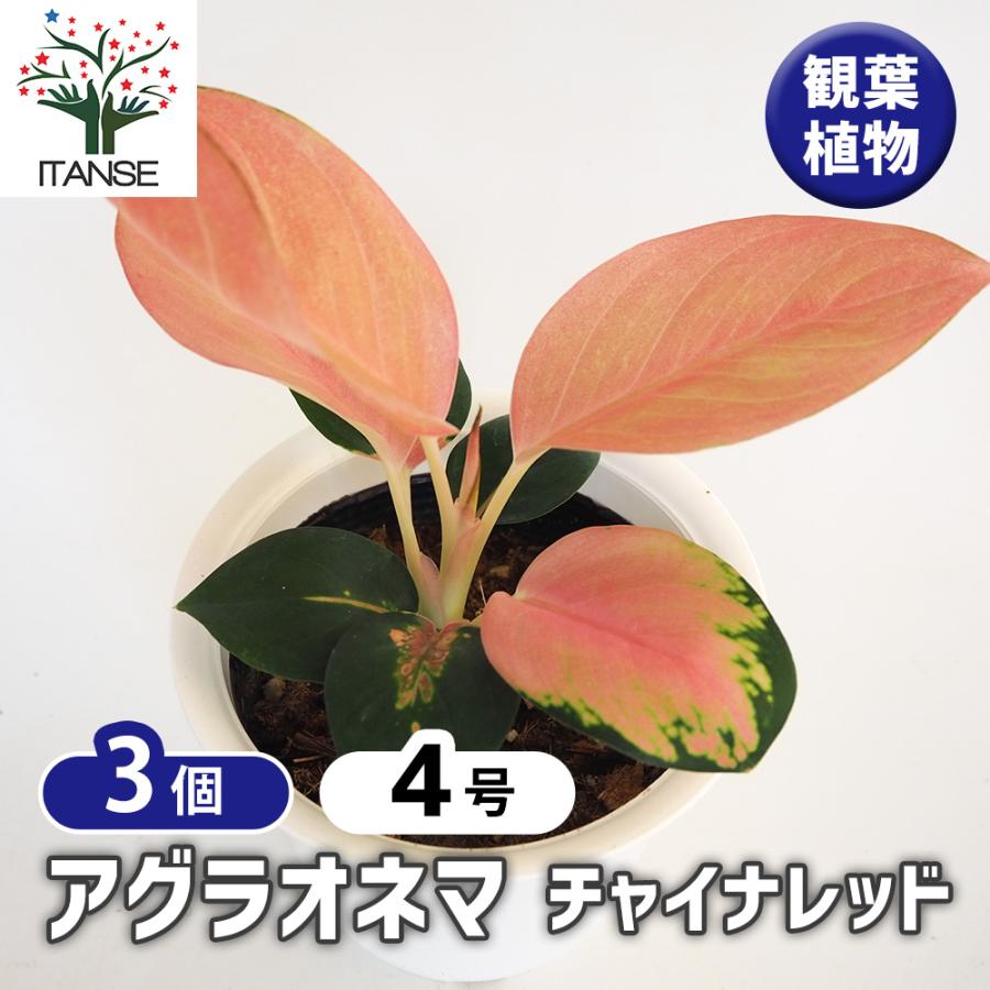 アグラオネマ チャイナレッド 観葉植物 4号/お買い得3個セット
