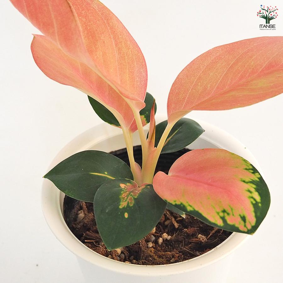 アグラオネマ チャイナレッド 観葉植物 4号/お買い得3個セット 