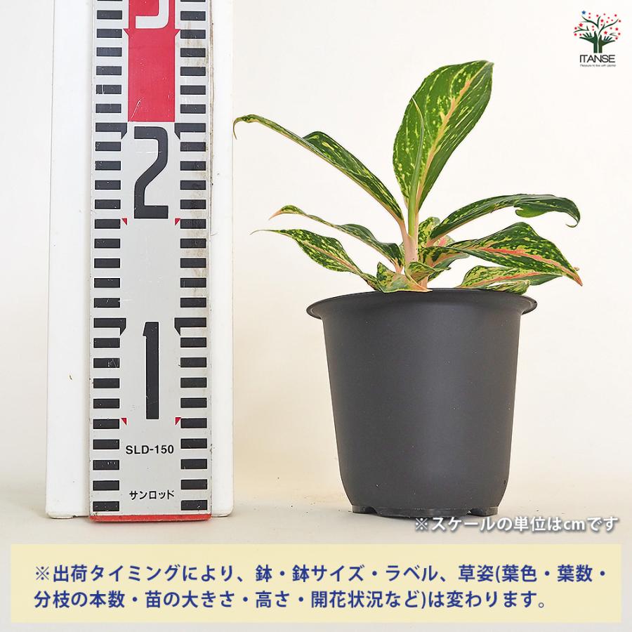 アグラオネマ ピンクバタフライ(斑入り) 観葉植物 4号/1個売り