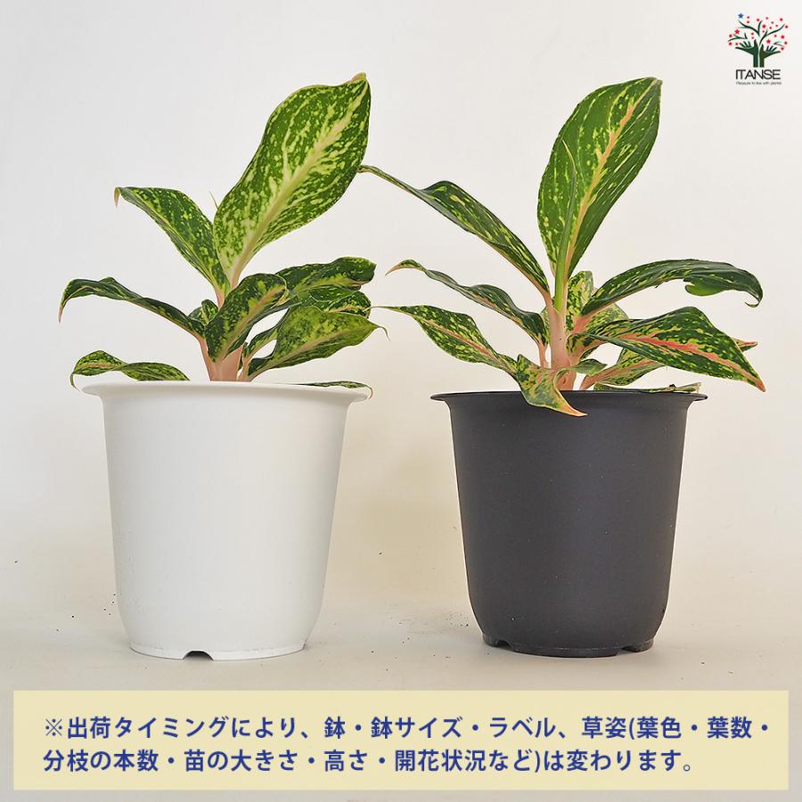 アグラオネマ ピンクバタフライ(斑入り) 観葉植物 4号/1個売り