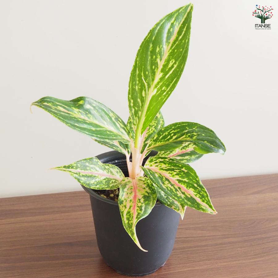 アグラオネマ ピンクバタフライ(斑入り) 観葉植物 4号/1個売り