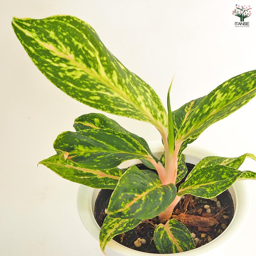 アグラオネマ ピンクバタフライ(斑入り) 観葉植物 4号/お買い得3個