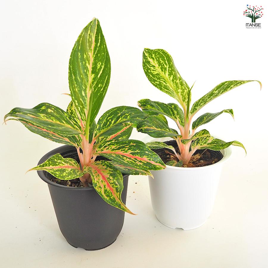 アグラオネマ ピンクバタフライ(斑入り) 観葉植物 4号/お買い得3個