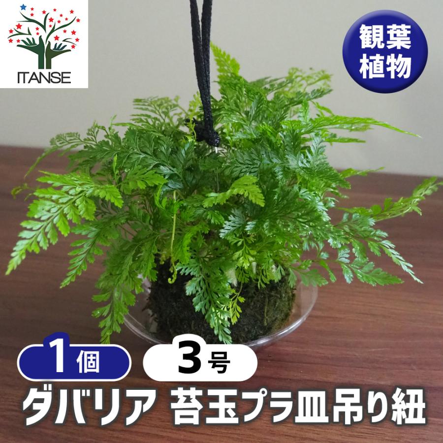 ダバリア 苔玉プラ皿吊り紐 観葉植物 3号/1個売り リビング オフィス