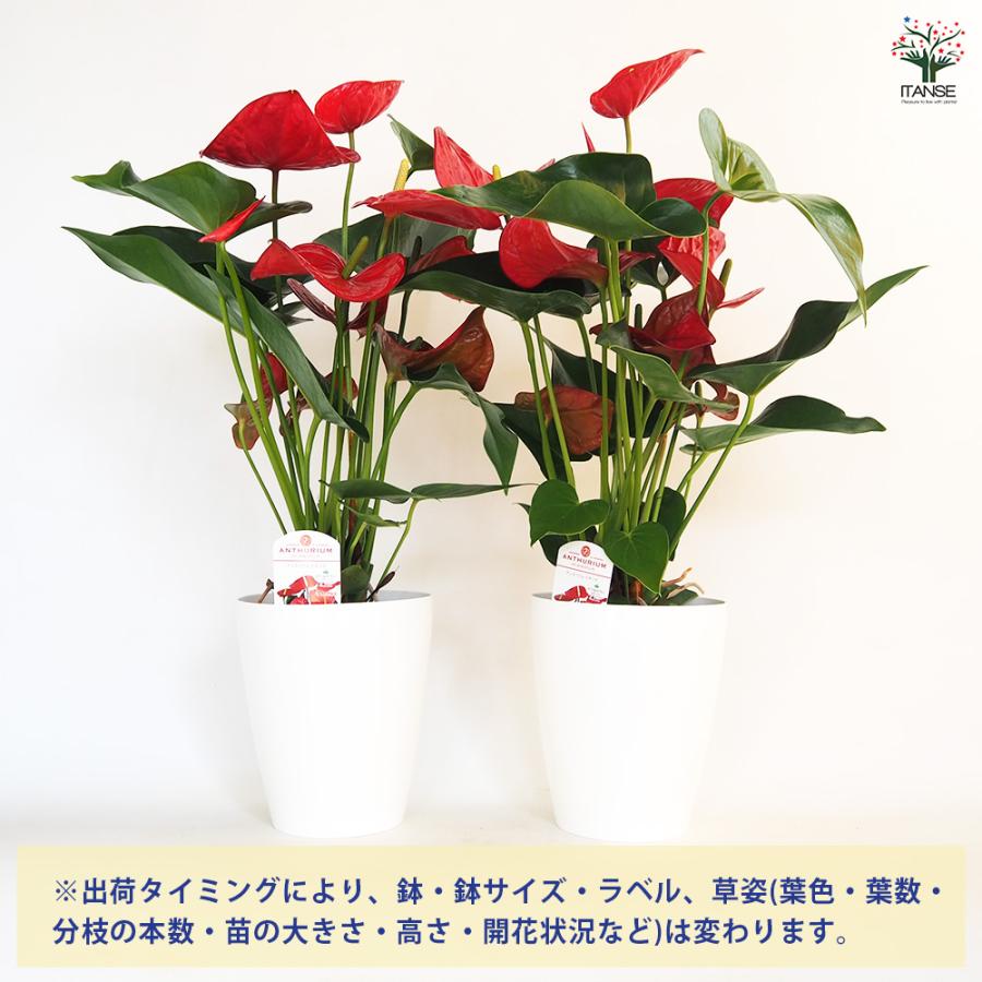 アンスリウム ミネソタ 観葉植物 6号/1個売り リビング オフィス 事務