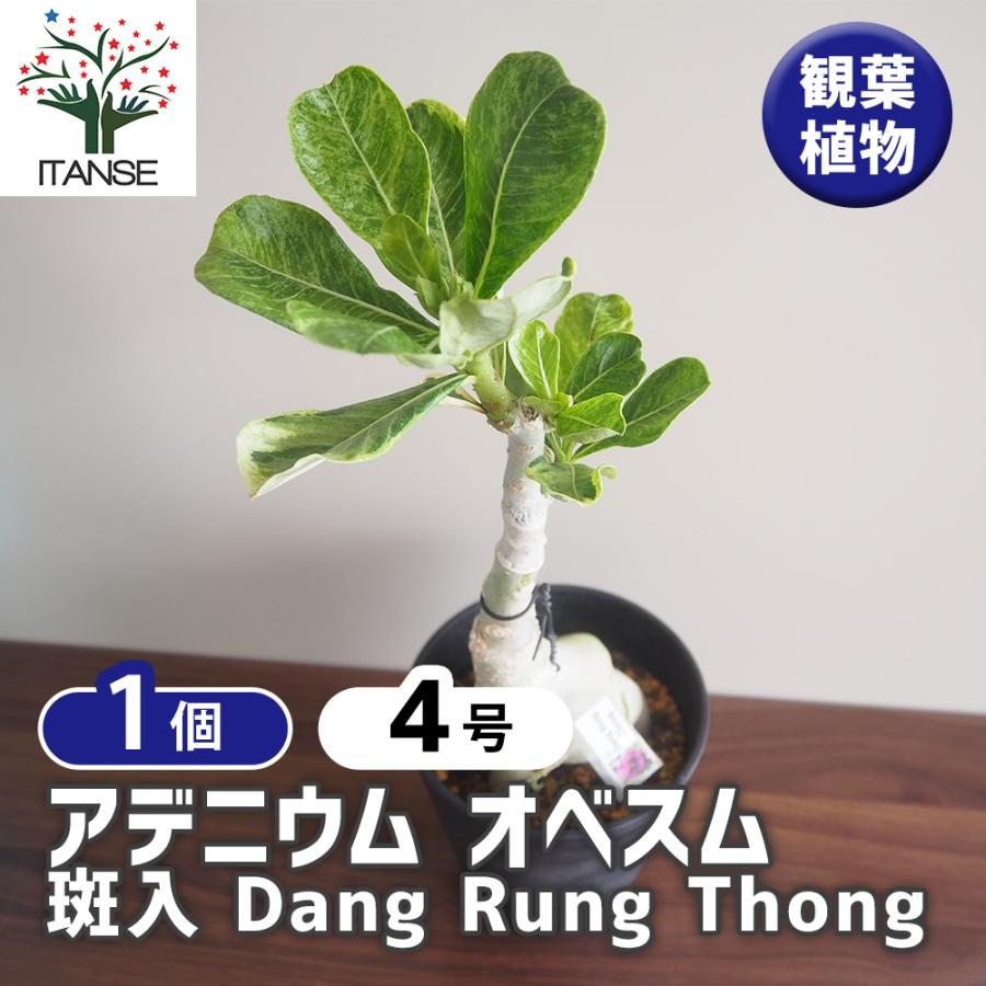 アデニウム オベスム 斑入 Dang Rung Thong 観葉植物 4号/1個売り