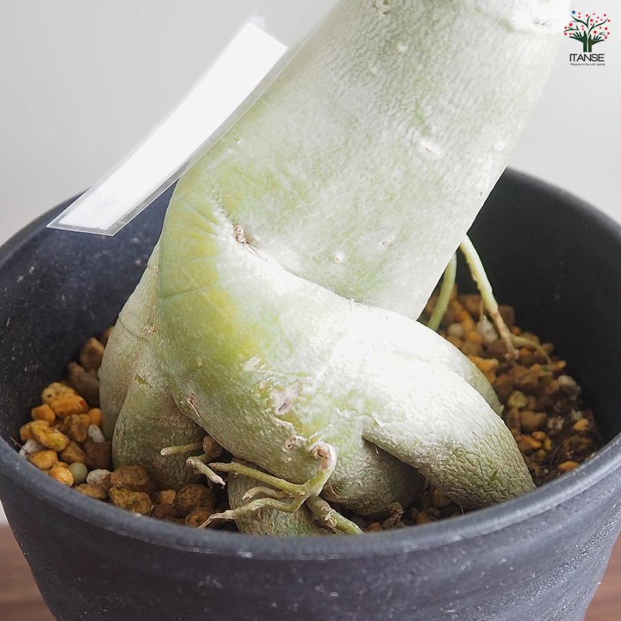 アデニウム オベスム 斑入 Dang Rung Thong 観葉植物 4号/1個売り