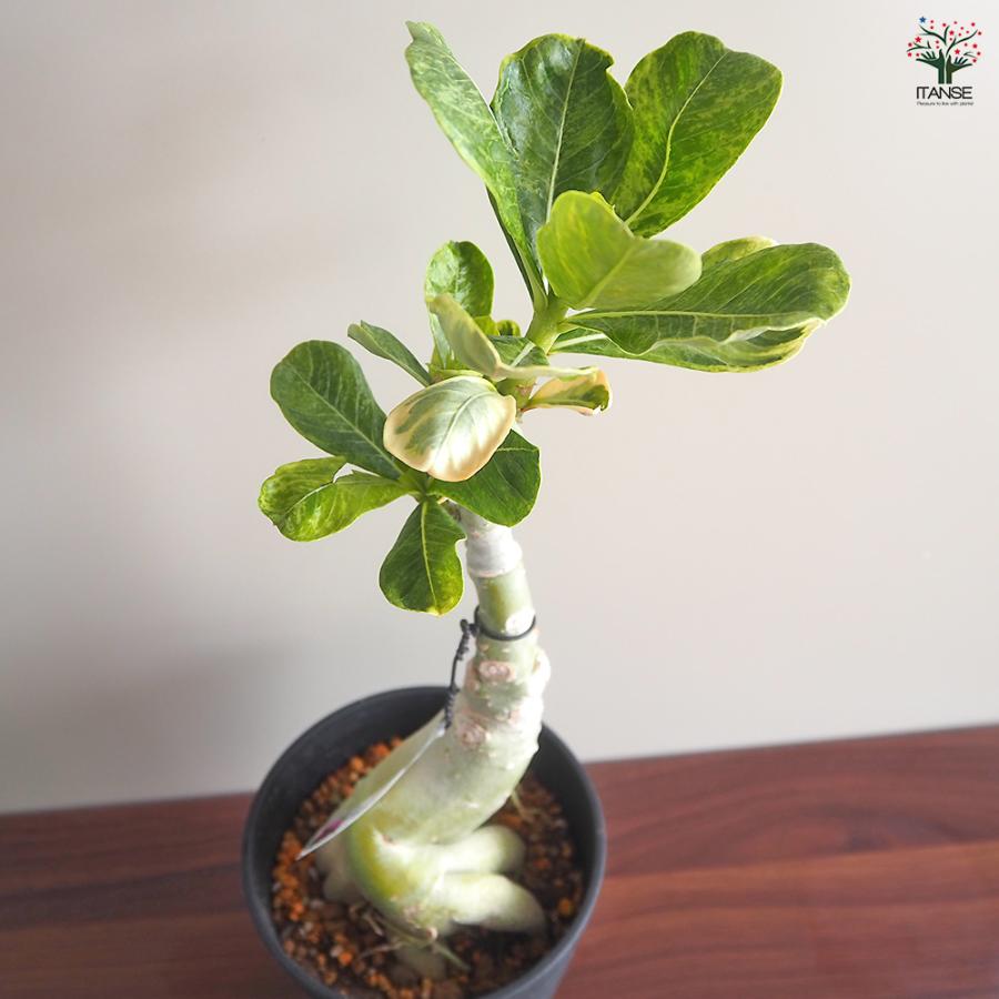 アデニウム オベスム 斑入 Dang Rung Thong 観葉植物 4号/1個売り