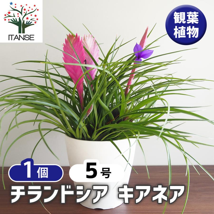 チランドシア キアネア 観葉植物 5号/1個売り リビング オフィス 事務 