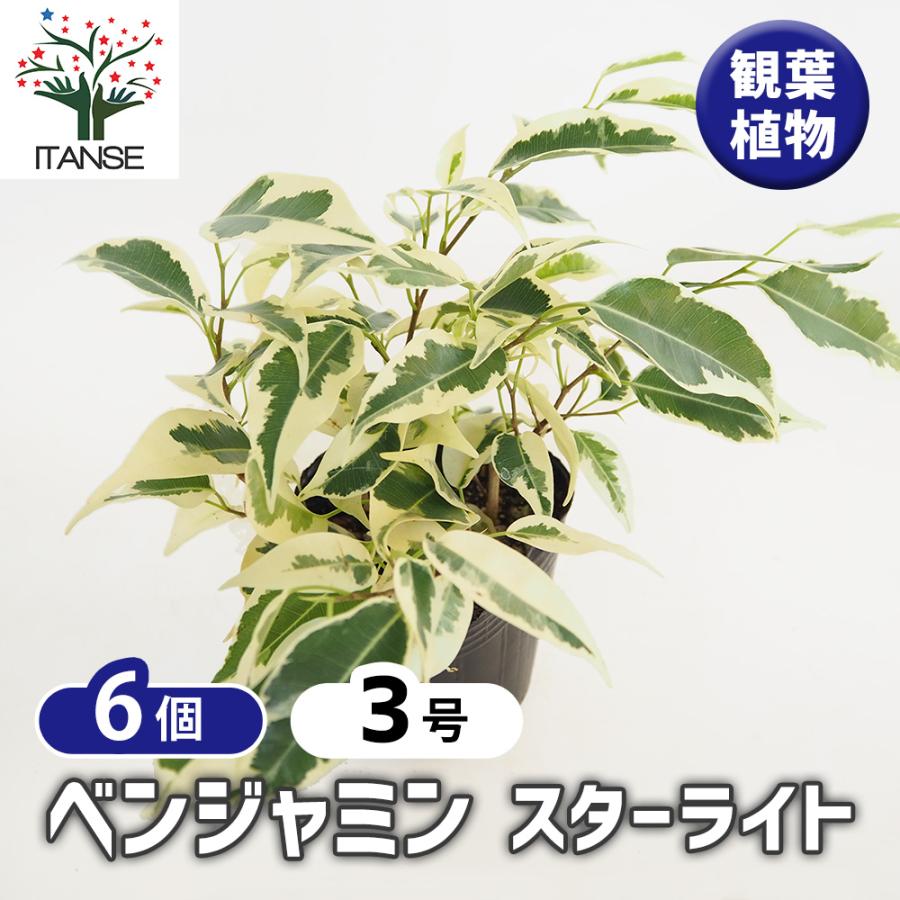 フィカス ベンジャミン スターライト 観葉植物 3号/お買い得6個セット