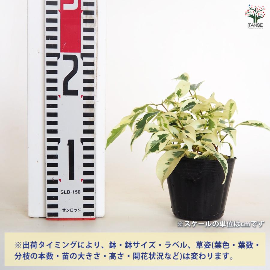 フィカス ベンジャミン スターライト 観葉植物 3号/お買い得6個セット