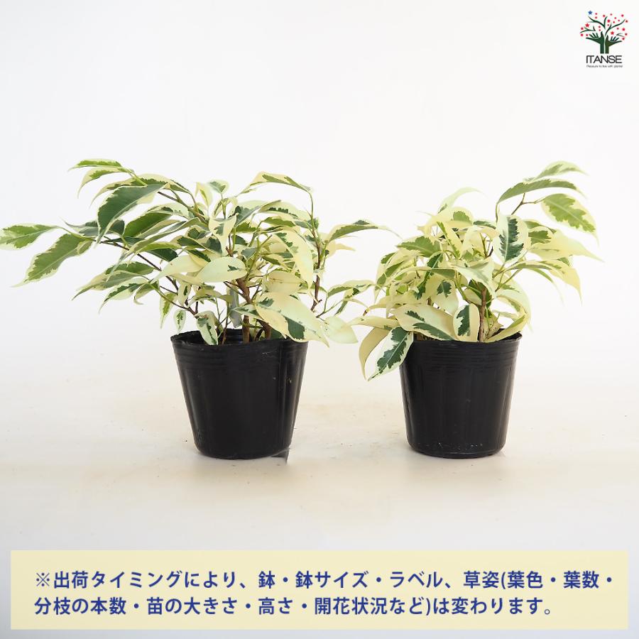 フィカス ベンジャミン スターライト 観葉植物 3号/お買い得6個セット