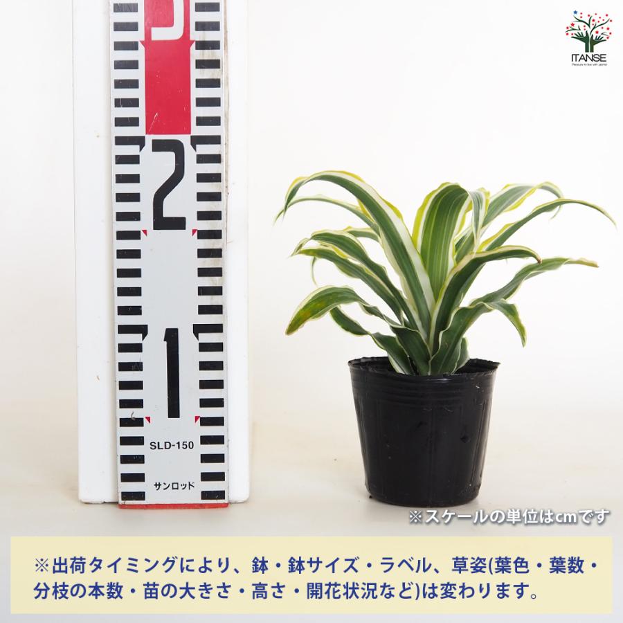 ドラセナ ワーネッキー レモンライム 観葉植物 3号/1個売り