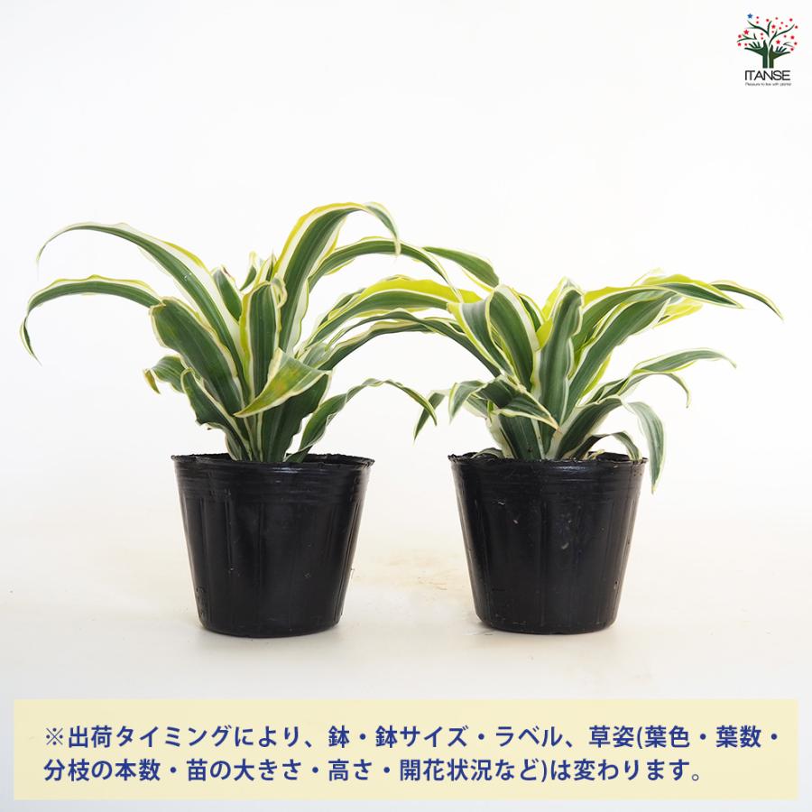 ドラセナ ワーネッキー レモンライム 観葉植物 3号/1個売り