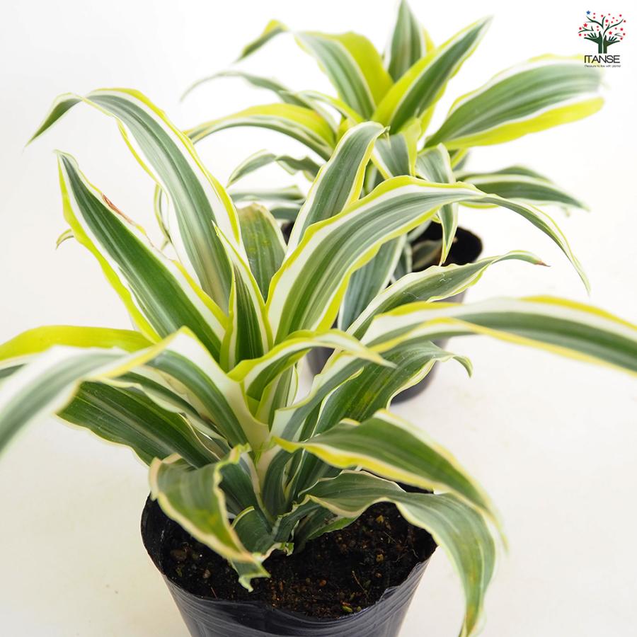 ドラセナ ワーネッキー レモンライム 観葉植物 3号/1個売り