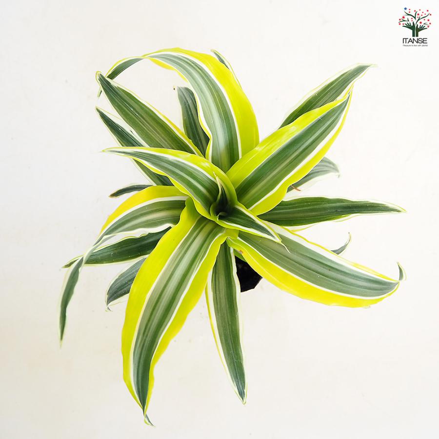 ドラセナ ワーネッキー レモンライム 観葉植物 3号/1個売り
