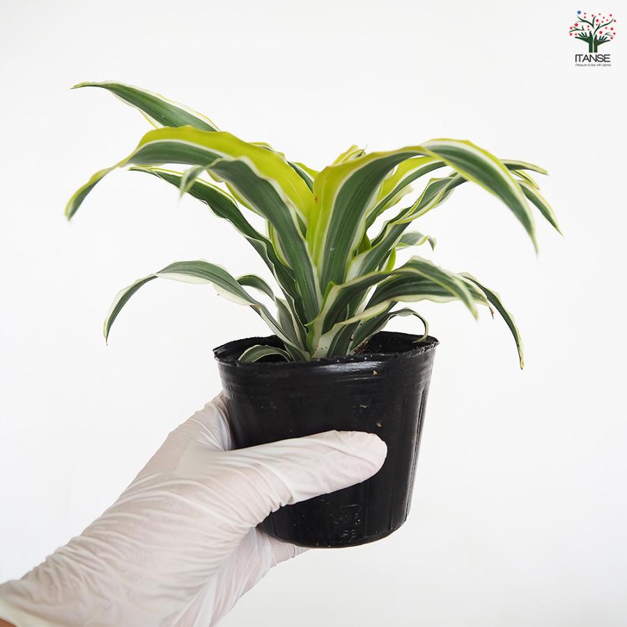 ドラセナ ワーネッキー レモンライム 観葉植物 3号/1個売り