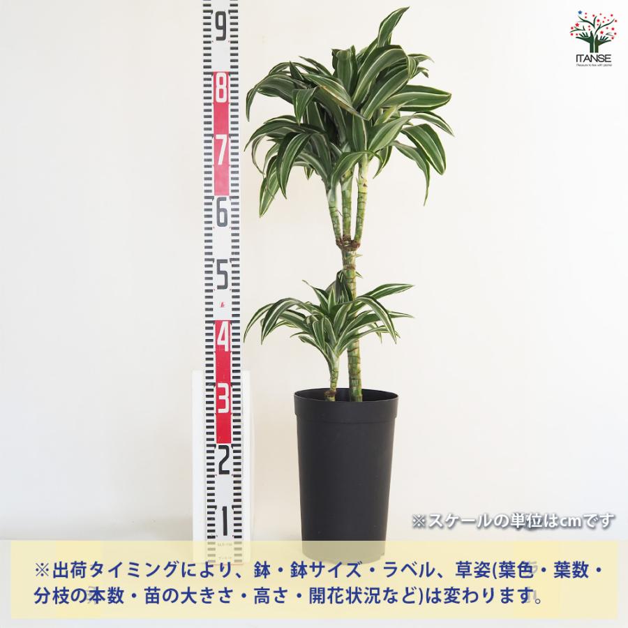 ドラセナ ジェイドジュエル 観葉植物 7号/1個売り リュウゼツラン キジカクシ リビング オフィス インテリア 大型 おしゃれ オシャレ_1