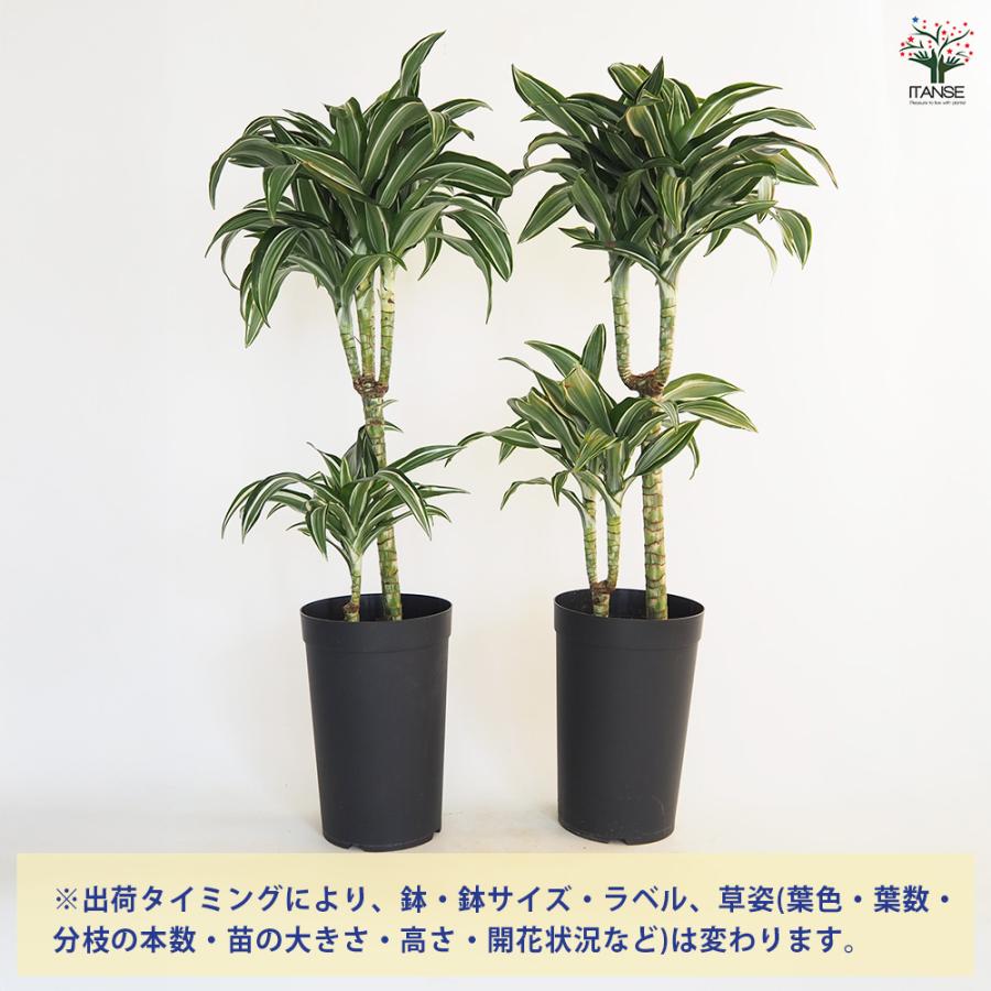 ドラセナ ジェイドジュエル 観葉植物 7号/1個売り リュウゼツラン キジカクシ リビング オフィス インテリア 大型 おしゃれ オシャレ_2