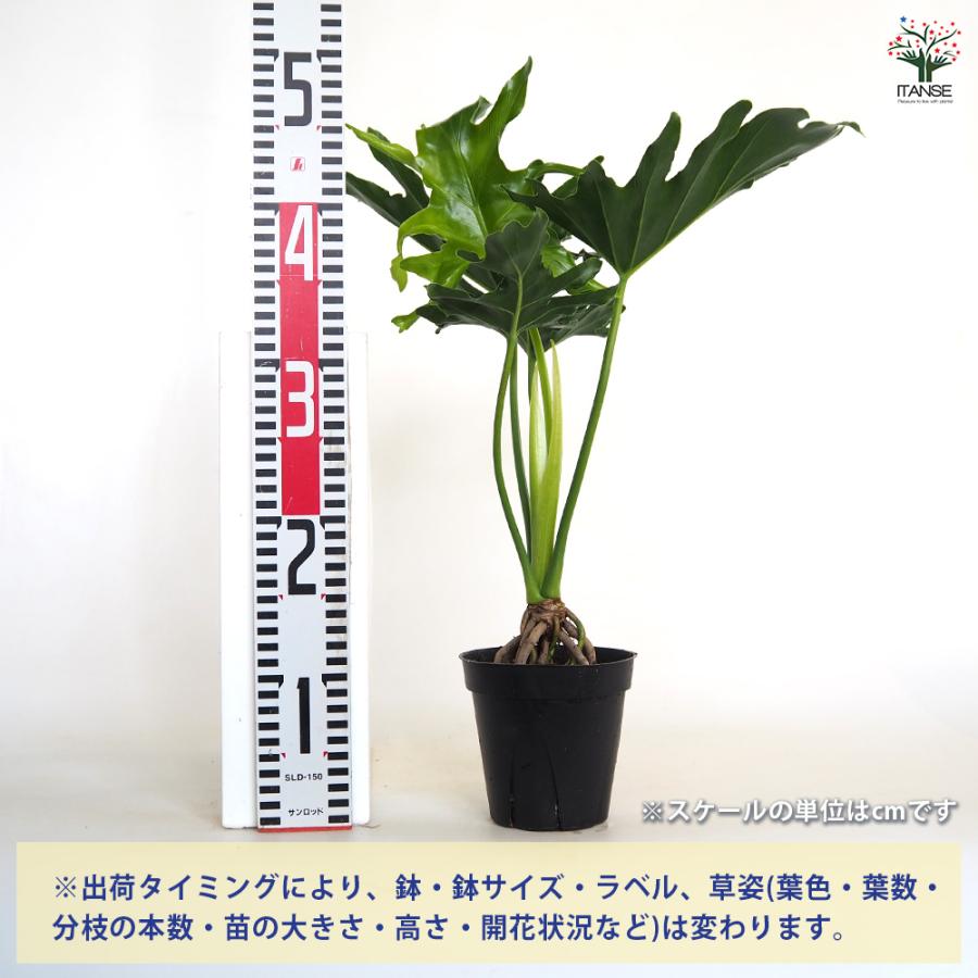 フィロデンドロン セローム 根上がり 観葉植物 4号/1個売り