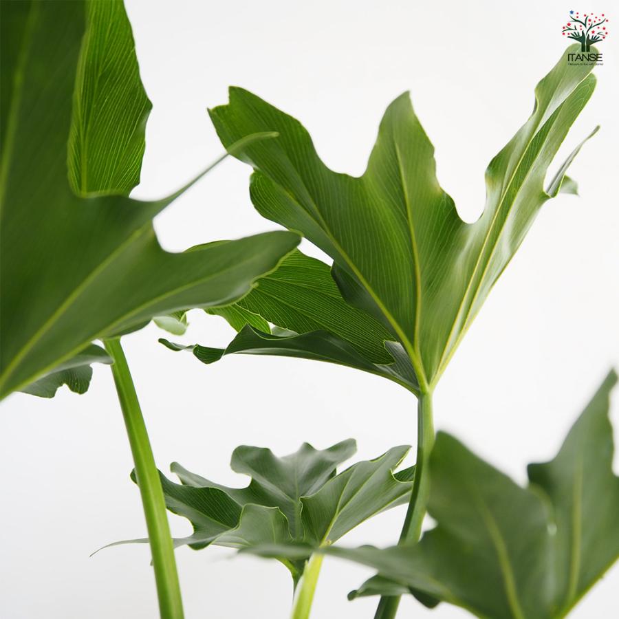 現品　フィロデンドロン　セローム　ホープ　34番　根上がり　観葉植物 Amazon.co.jp: ITANSE フィロデンドロン・セローム