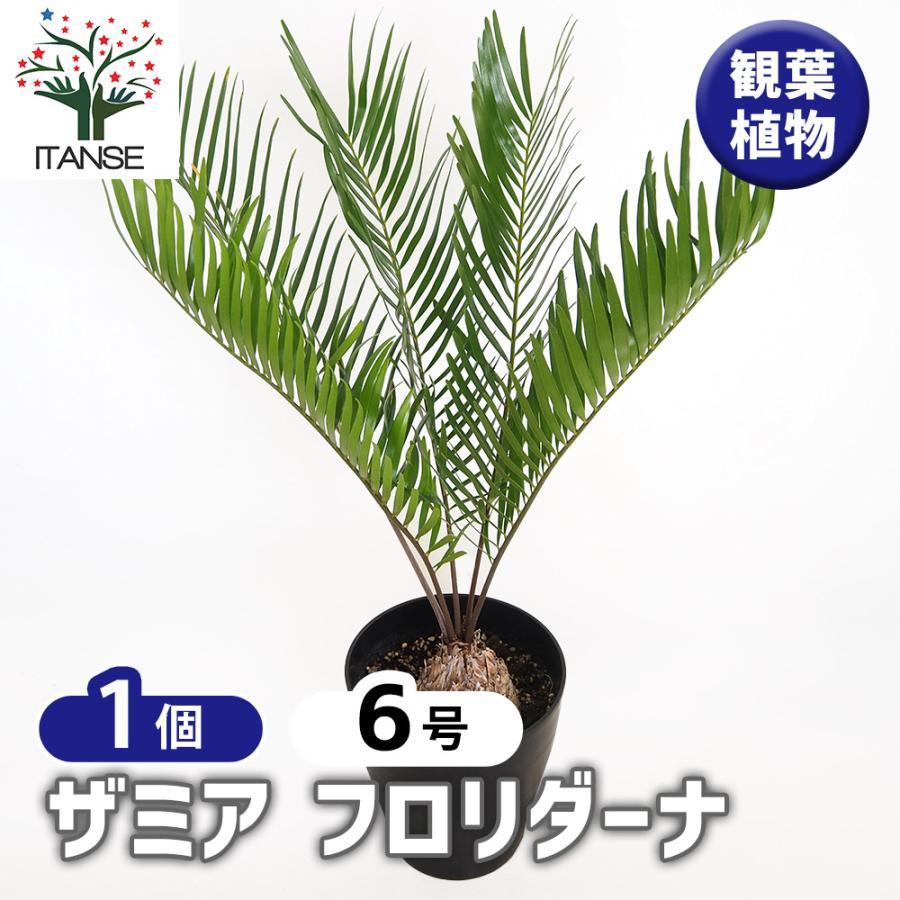 ザミア フロリダーナ 観葉植物 6号/1個売り 観葉 Zamia ソテツ 非耐寒