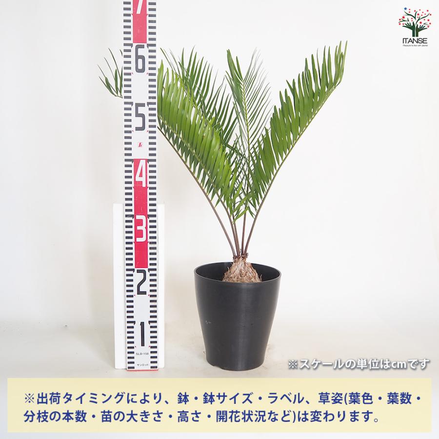 ザミア フロリダーナ 観葉植物 6号/1個売り 観葉 Zamia ソテツ 非耐寒