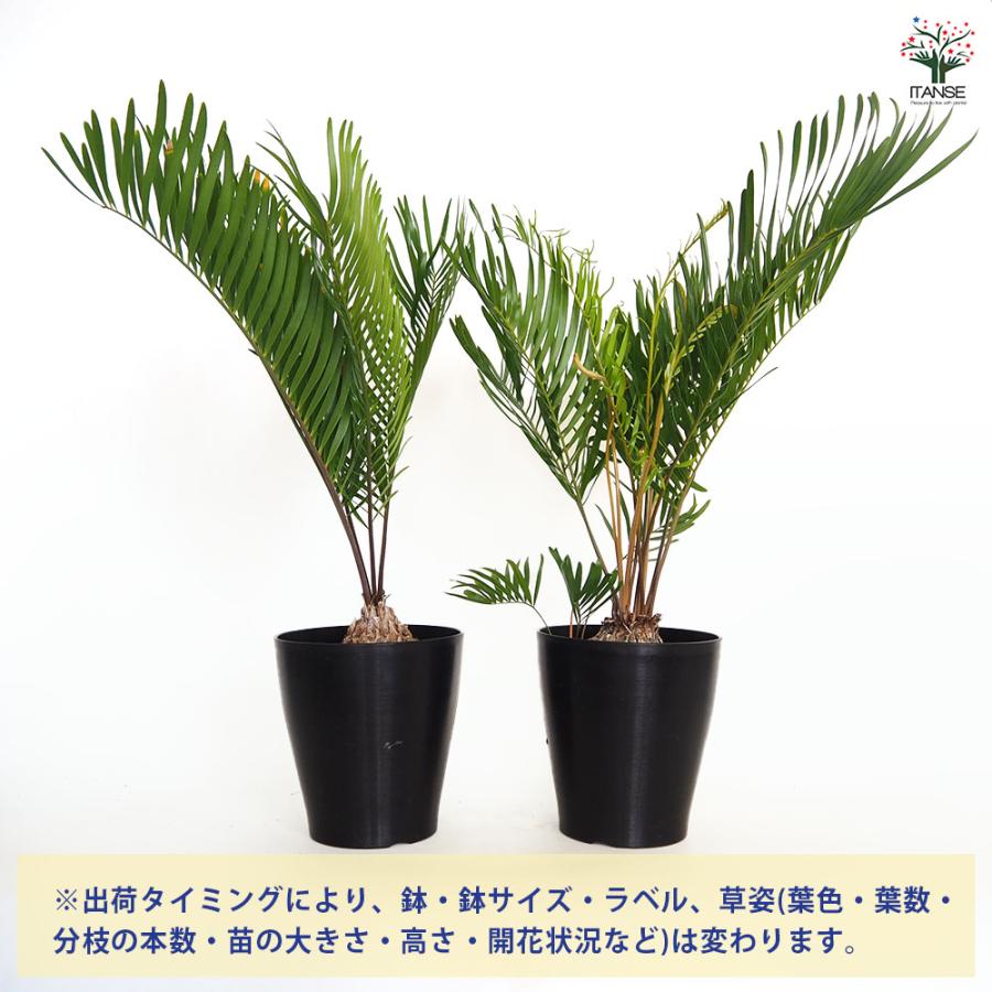 ザミア フロリダーナ 観葉植物 6号/1個売り 観葉 Zamia ソテツ 非耐寒