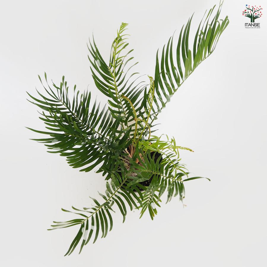 ザミア フロリダーナ 観葉植物 6号/1個売り 観葉 Zamia ソテツ 非耐寒