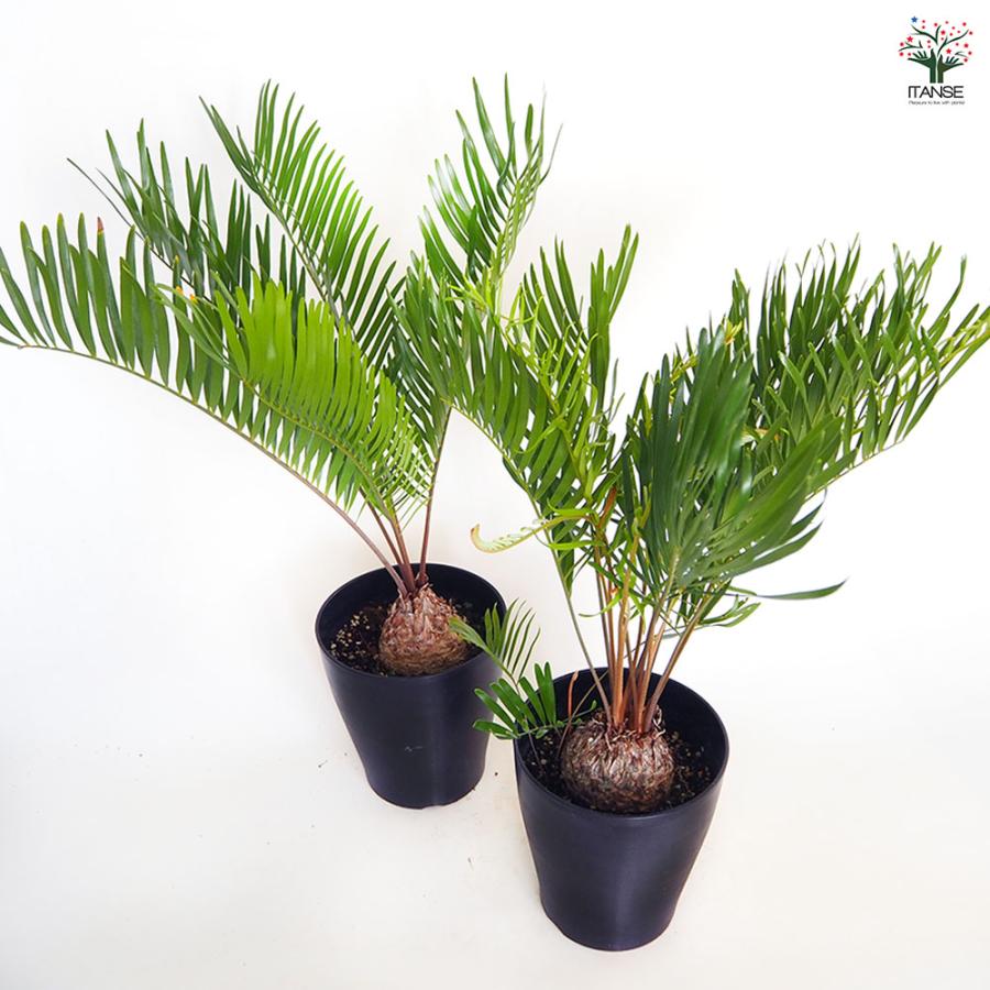 ザミア フロリダーナ 観葉植物 6号/1個売り 観葉 Zamia ソテツ 非耐寒