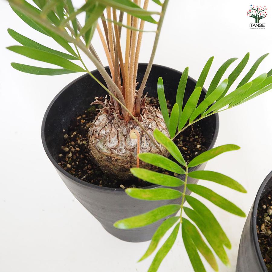 ザミア フロリダーナ 観葉植物 6号/1個売り 観葉 Zamia ソテツ 非耐寒