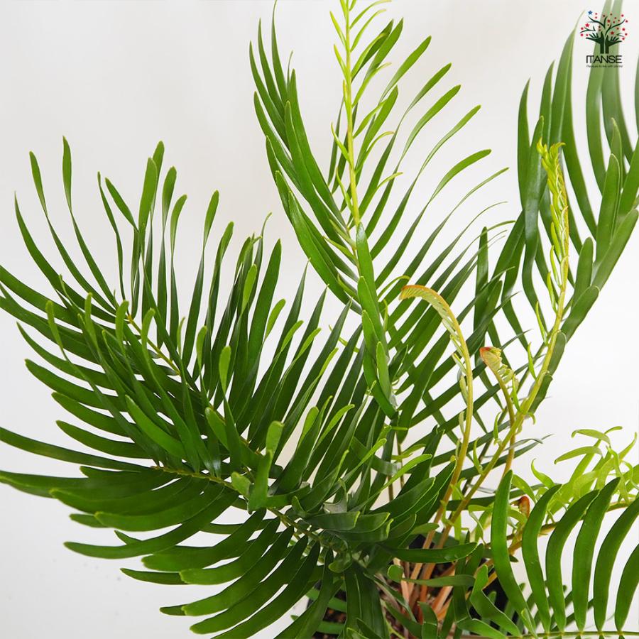 ザミア フロリダーナ 観葉植物 6号/1個売り 観葉 Zamia ソテツ 非耐寒